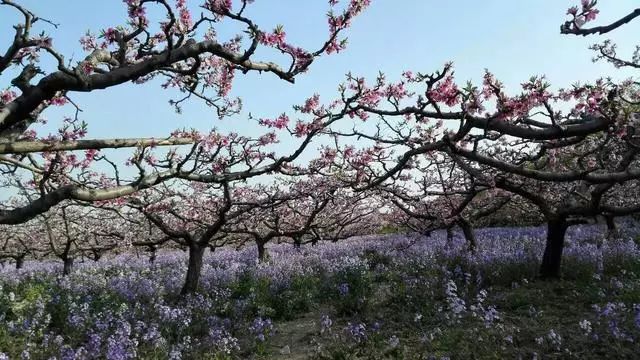 桃树新品种，一颗种子的励志成长之旅