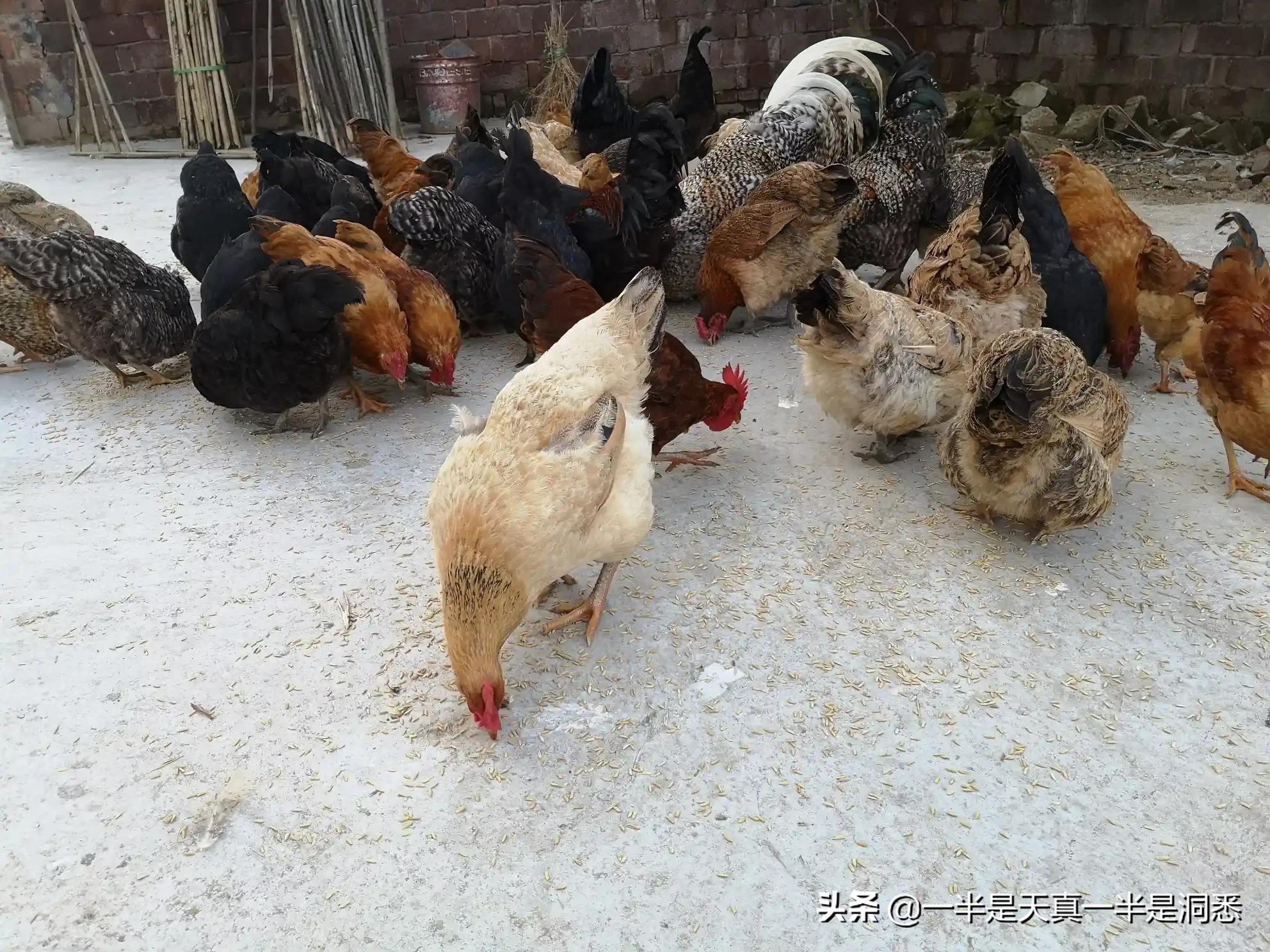 最新宠物鸭品种介绍,最新宠物鸭品种介绍🦆