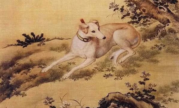 最新狗狗美名推荐，与大自然美景相伴的心灵之旅伴侣