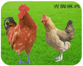 今日山东麻鸡价格动态，市场变化中的机遇与挑战