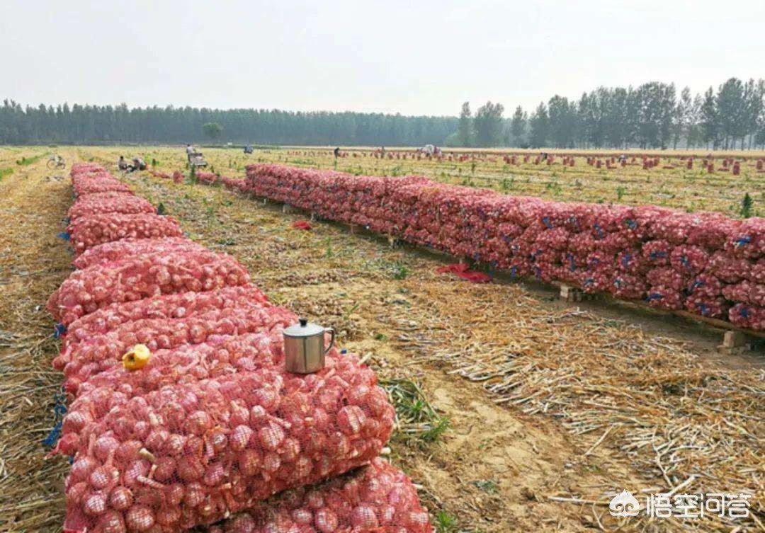 平度大蒜最新价格动态，学习变化，成就自信与成就感之路