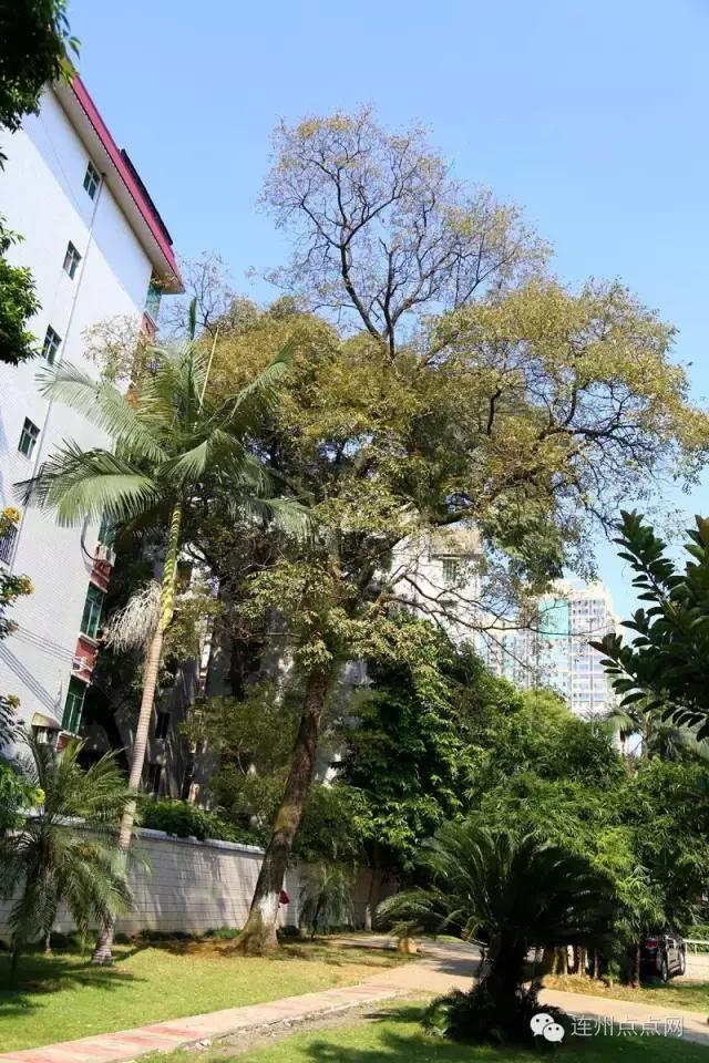 连州点点网最新新闻，日常趣事与情感纽带报道