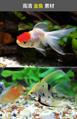科技魅力下的水族盛宴，最新大型观赏鱼视频引领生活新潮流