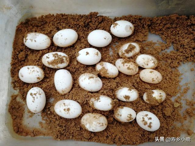 南种石金钱龟最新价格及购买指南与步骤详解