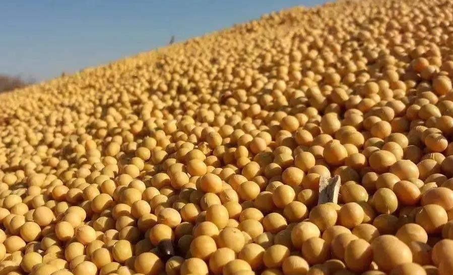 河南大豆价格最新行情，机遇与自信的力量展现变化中的市场动态
