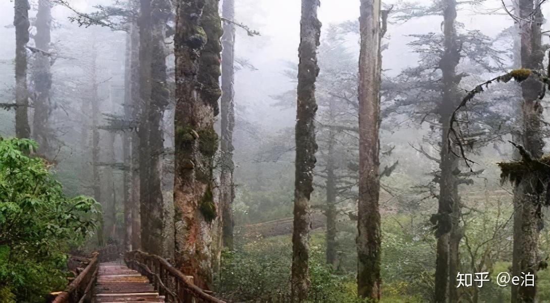 双良节能最新动态，自然美景的探索之旅启程。