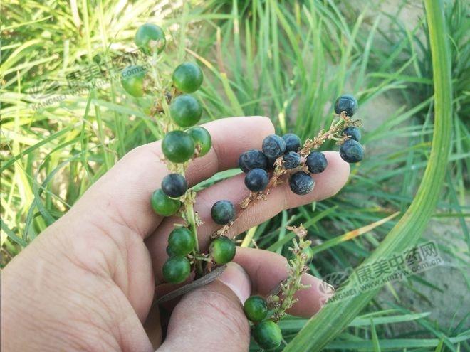 湖北麦冬最新价格，市场走势与产业洞察分析