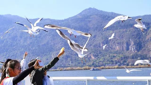 最新返昆政策，心灵之旅，探寻内心平静的旅行盛宴