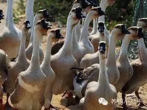 励志之旅，学习变化中的自信与成就感——最新收鹅电话体验分享