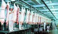 东莞猪肉价格实时更新，最新市场动态报告