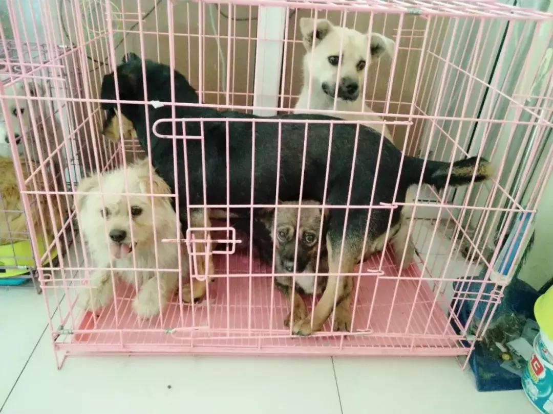 最新狗叫声揭秘，探索犬类世界的独特交流方式