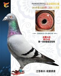 君翼赛鸽公棚秋棚最新通告，科技领航，翱翔未来之梦