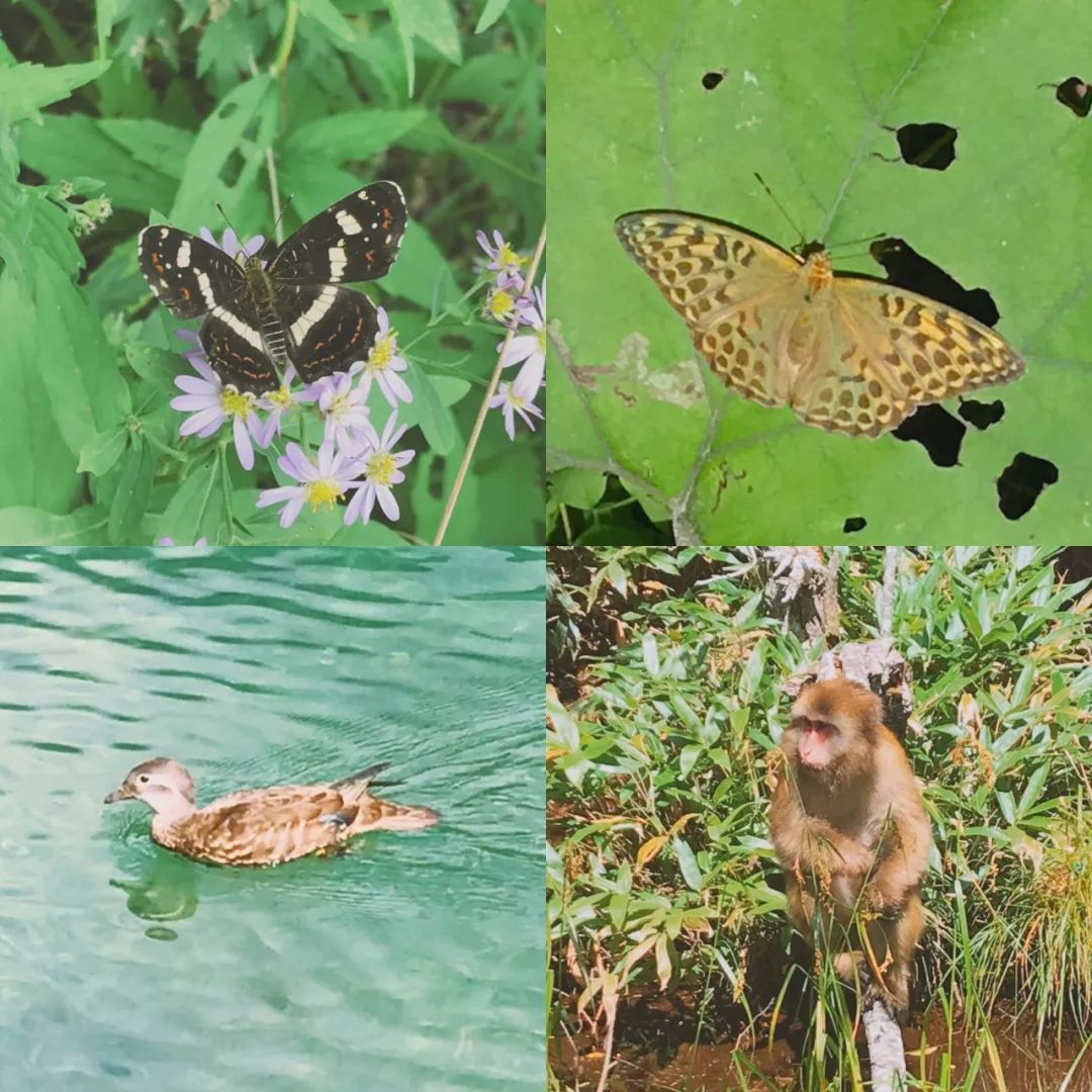 博白设市最新动态，自然美景探索之旅