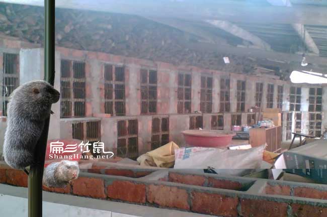 竹鼠舍最新建设图集，背景、影响与地位全解析