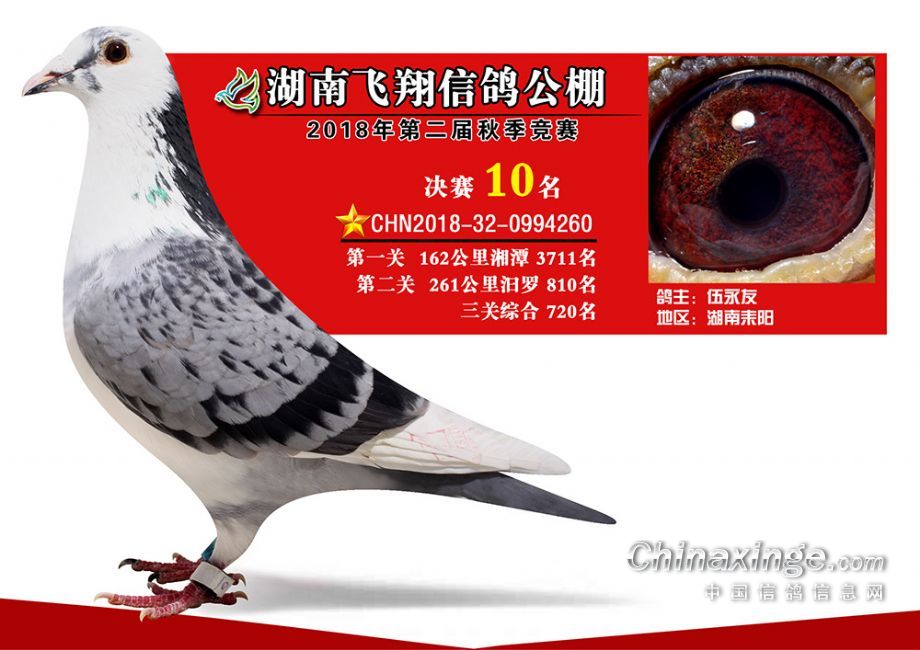 天门信鸽翱翔天际，最新成绩揭晓，自然美景治愈之旅启动