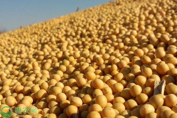大豆最新行情价格走势深度解析