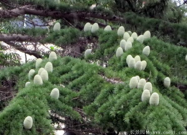 雪松市场价值解析，价格行情详解与把握策略