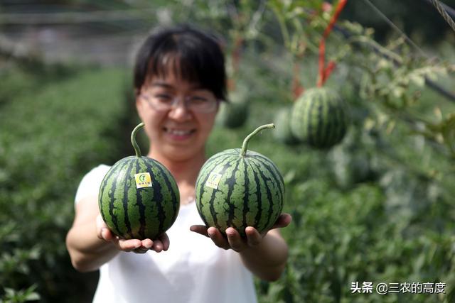 兰州西瓜价格行情详解，学习变化，成就自信与成就感之路