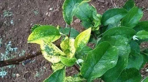 青岛汉德焊自动化 第10页